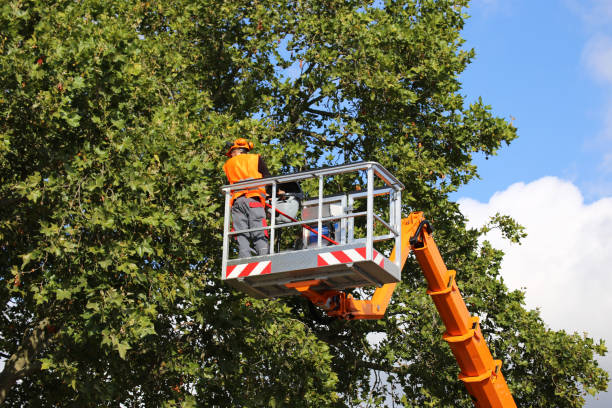 Tazewell, TN Tree Removal Company